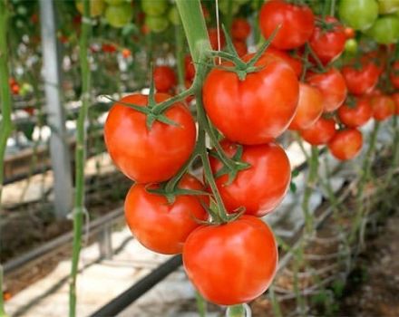 De bästa tomaterna för öppen mark i Nizhny Novgorod-regionen
