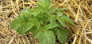 Schrittweise Beschreibung der Methode zum Anbau von Kartoffeln unter Heu oder Stroh
