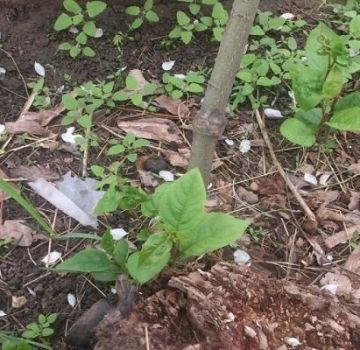 The best methods on how to get rid of tree growth on the site