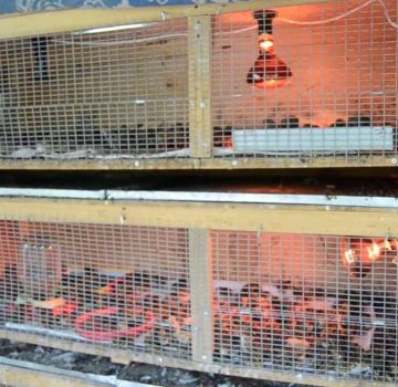 Ritningar och mått på en brooder för ankungar, hur man gör en låda med dina egna händer