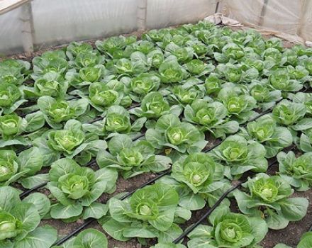 Açık alanda lahana iyotla nasıl düzgün şekilde beslenir