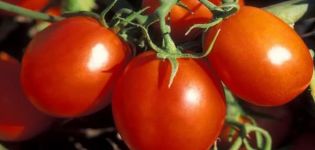 Описание на сорта домат Станичник, особености на отглеждане и грижи