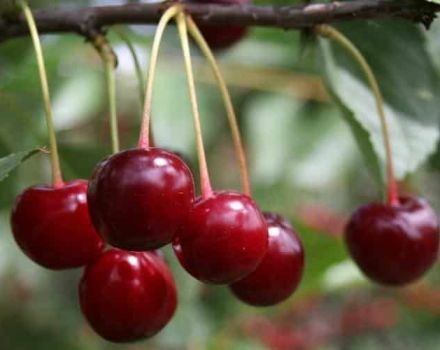 Beschreibung der Sania-Kirschsorte und Eigenschaften des Baumes und der Früchte, Anbau und Pflege