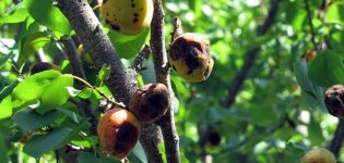What to do with gum disease and other diseases in apricot, treatment with chemicals and folk remedies