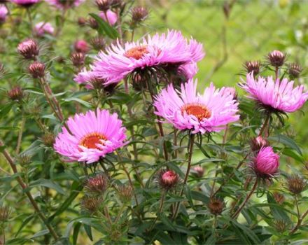 Περιγραφή των ποικιλιών aster της Νέας Αγγλίας, χαρακτηριστικά φύτευσης και φροντίδας