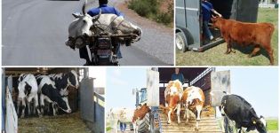Κανόνες για τη μεταφορά αγελάδων και τι είδους μεταφορά πρέπει να επιλέξετε, τα απαραίτητα έγγραφα