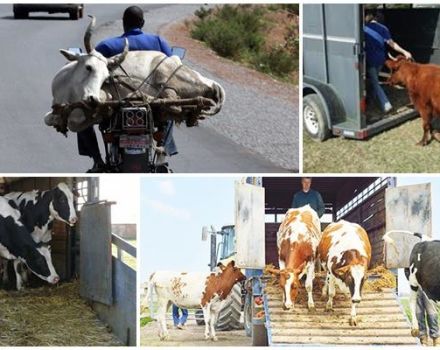 Regler för transport av kor och vilken transport som ska väljas, nödvändig dokumentation