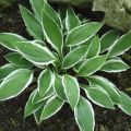 Description and characteristics of Blue Angel hosts, planting rules and care