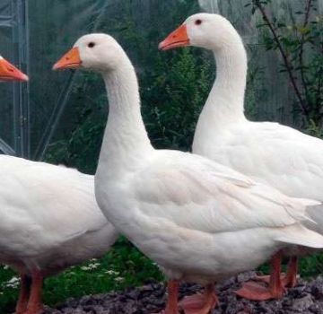 Beschreibung und Eigenschaften der Rheingänse, deren Ernährung und Zucht
