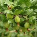 Cómo plantar una grosella espinosa estándar, cultivo, plantación y cuidado.