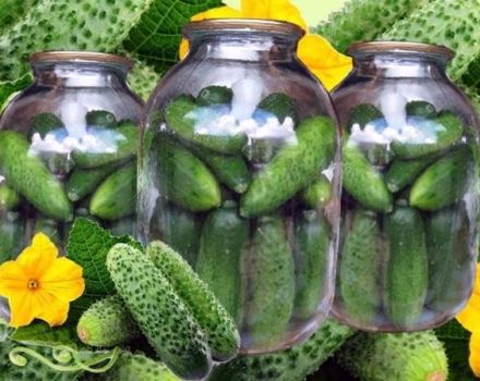 Une recette étape par étape pour cuire des concombres avec une bougie pour l'hiver