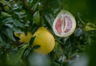 Sådan dyrkes et pomelo-træ fra en sten og passe derhjemme