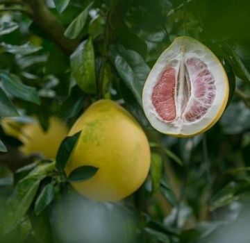 Hur man odlar ett pomelo-träd från en sten och tar hand om hemma