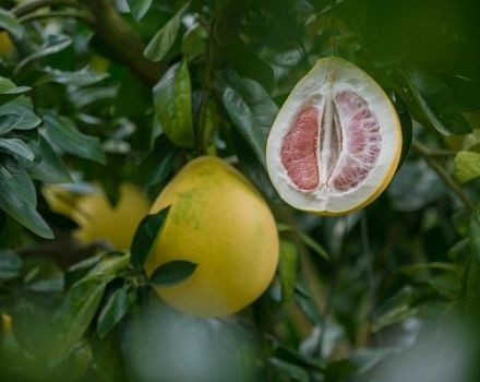 Come far crescere un albero di pomelo da una pietra e prendersi cura di casa