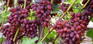 Description and characteristics of Arochny grapes, history of the variety and growing rules