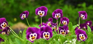 Beschreibung und Eigenschaften der Arten von mehrjährigen Blumen für den Ural, Pflanzen und Pflege