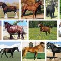 Λίστα και περιγραφές των 40 καλύτερων φυλών αλόγων, χαρακτηριστικών και ονομάτων