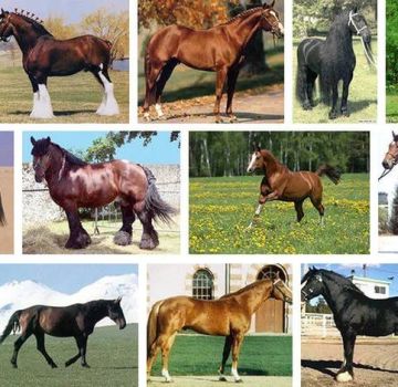 Liste und Beschreibung der 40 besten Pferderassen, Merkmale und Namen
