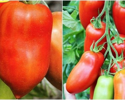 Опис сорте парадајза Хуго, његове карактеристике и продуктивност