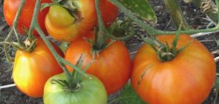 Description et caractéristiques de la variété de tomate Kurnosik