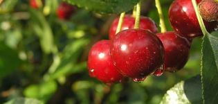 Descrição e características das variedades de cereja Malinovka, as melhores regiões para cultivo