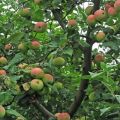 Beschreibung und Eigenschaften des Melba-Apfelbaums, Baumhöhe und Reifezeit, Pflege