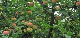 Descrizione e caratteristiche del melo Melba, altezza dell'albero e tempo di maturazione, cura