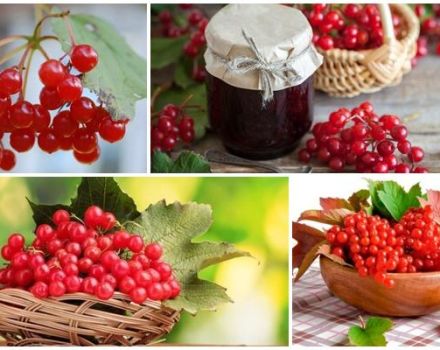 Medizinische Eigenschaften und Kontraindikationen von Viburnum, Nutzen und Volksrezepten