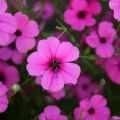 Lychnis gėlių sodinimas ir priežiūra lauke, rūšių aprašymas