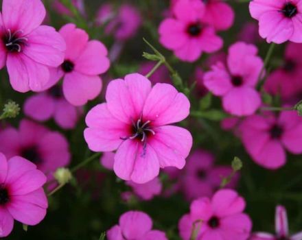 Pflanzen und Pflegen von Lychnisblüten auf freiem Feld, Beschreibung der Arten