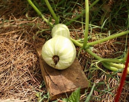 Opis odmiany dyni Butternut, cechy uprawy i pielęgnacji