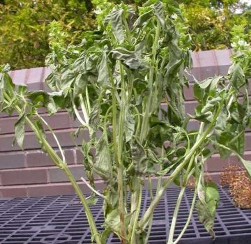 Hvid blomst, pulveriseret skimmel og mynte skadedyr og kontrol med dem