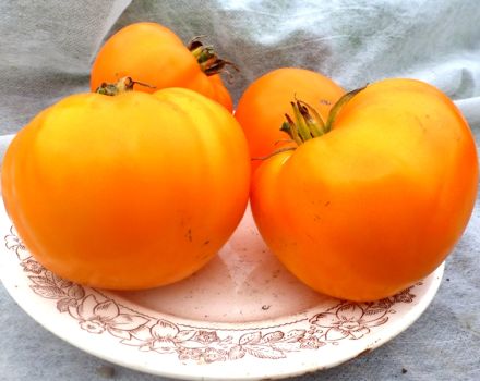 Characteristics and description of the tomato variety Orange Strawberry German, its yield