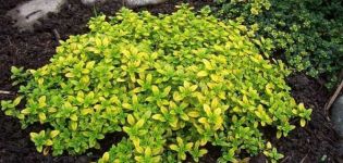 Nützliche Eigenschaften von Thymian mit Zitronenduft nach Silver Queen, Pflanz- und Pflegeeigenschaften