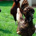 Description and history of origin of Paduan breed chickens, rules of maintenance and care