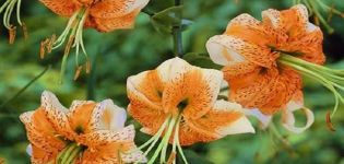 Description and varietal characteristics of lily species, how they look and what they are