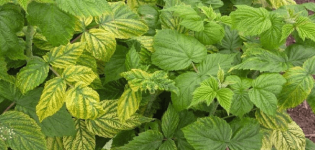 Wie können Sie Himbeeren von Schädlingen während der Blüte und Fruchtbildung behandeln?