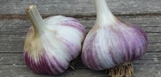 Description of the Alkor garlic variety, features of cultivation and care