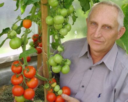 Beskrivelse af tomatsorten Unik Kulchitsky, funktioner i dyrkning og pleje