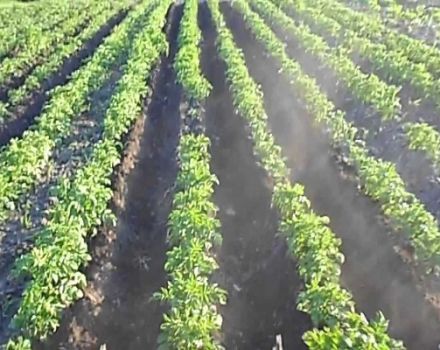 Regras para o cultivo de batatas usando tecnologia holandesa
