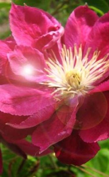 Descrição e sutilezas do cultivo de variedades de clematis Red Star