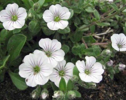 Description of 26 varieties and types of perennial gypsophila, planting and care rules