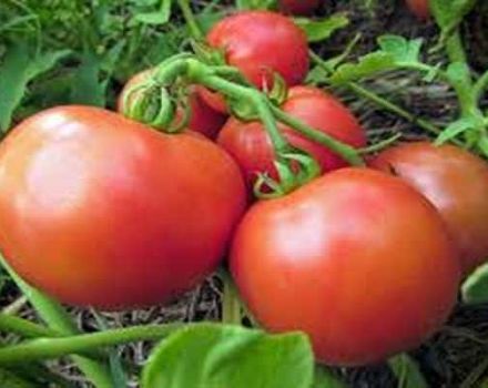 Beskrivelse av Yana-tomatsorten, kultiveringsegenskaper og utbytte