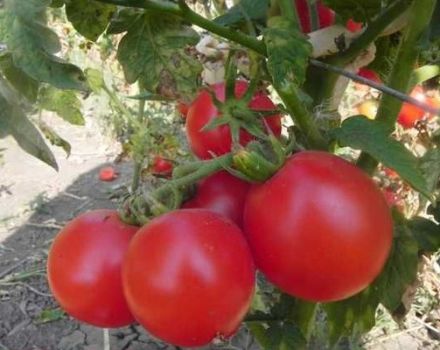 Опис сорте парадајза Зинулиа и његове карактеристике
