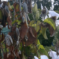 Các triệu chứng và cách điều trị bệnh clematis, nguyên nhân và cách khỏi