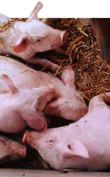 Sintomas e tratamento da salmonelose em suínos, medidas de prevenção da febre paratifóide