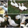 How to feed mulardov at home from the first days for rapid growth
