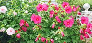 Beschreibung des krautigen Hibiskus, Pflanzen, Anbau und Pflege