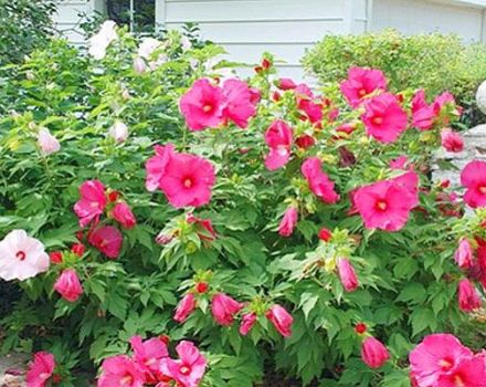 Beschreibung des krautigen Hibiskus, Pflanzen, Anbau und Pflege