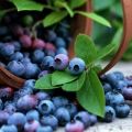 وصف صنف باتريوت عنبية ، زراعة ، زراعة ورعاية